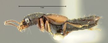 Media type: image;   Entomology 24065 Aspect: habitus lateral view